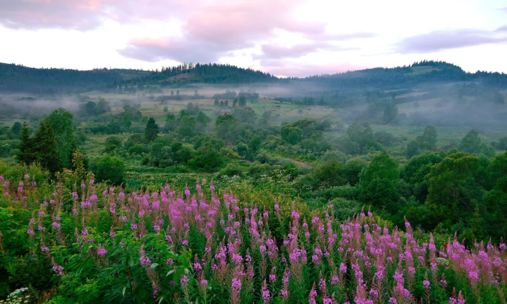 Poranek w Bieszczadach, z mgłą unoszącą się nad zielonymi dolinami i fioletowymi kwiatami na pierwszym planie, w otoczeniu górskiego krajobrazu.