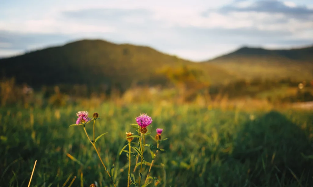 Fioletowy kwiat na łące w Bieszczadach, na tle rozmytych górskich wzgórz, w ciepłym świetle zachodzącego słońca.