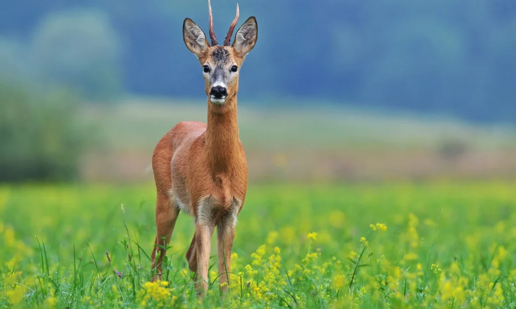 Sarna w bieszczadzkiej dolinie patrzy prosto w obiektyw. Zwierzę stoi na tle zielonej łąki pełnej kwiatów, co dodaje zdjęciu naturalnego uroku.