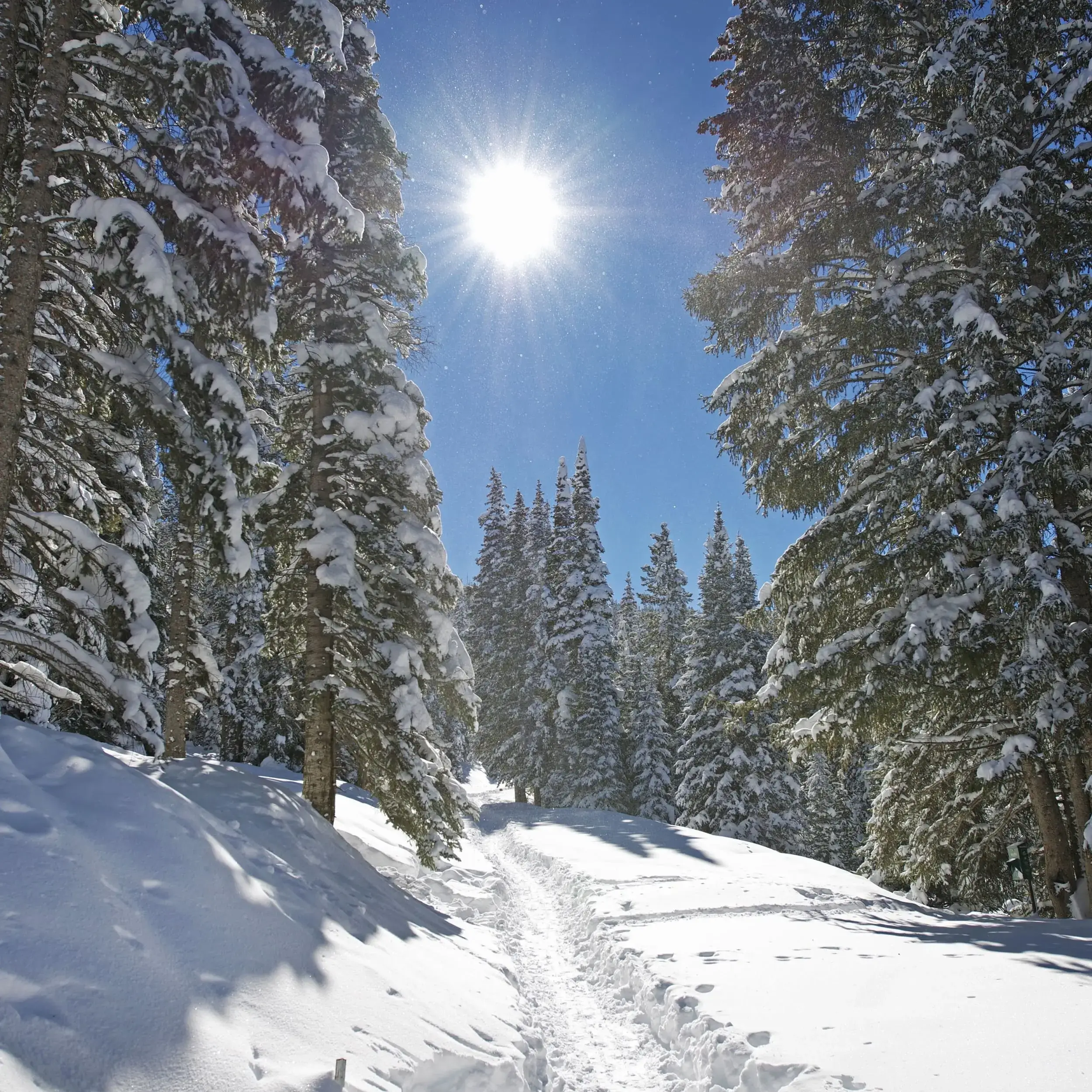 Zimowy szlak turystyczny w Bieszczadach otoczony ośnieżonymi drzewami.