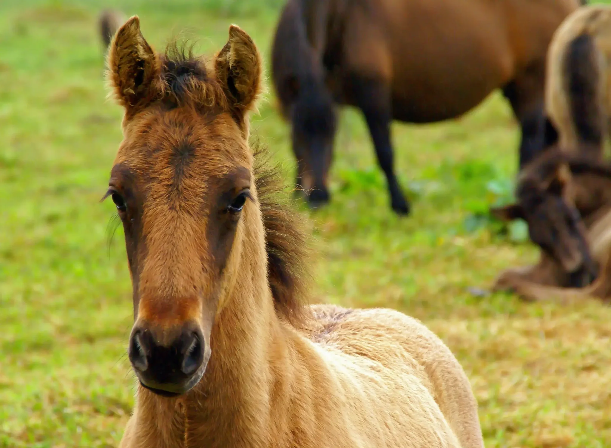 Młody źrebak w Bieszczadach, stojący na zielonej łące, z innymi końmi w tle. Naturalne piękno i spokój wiejskiego krajobrazu.