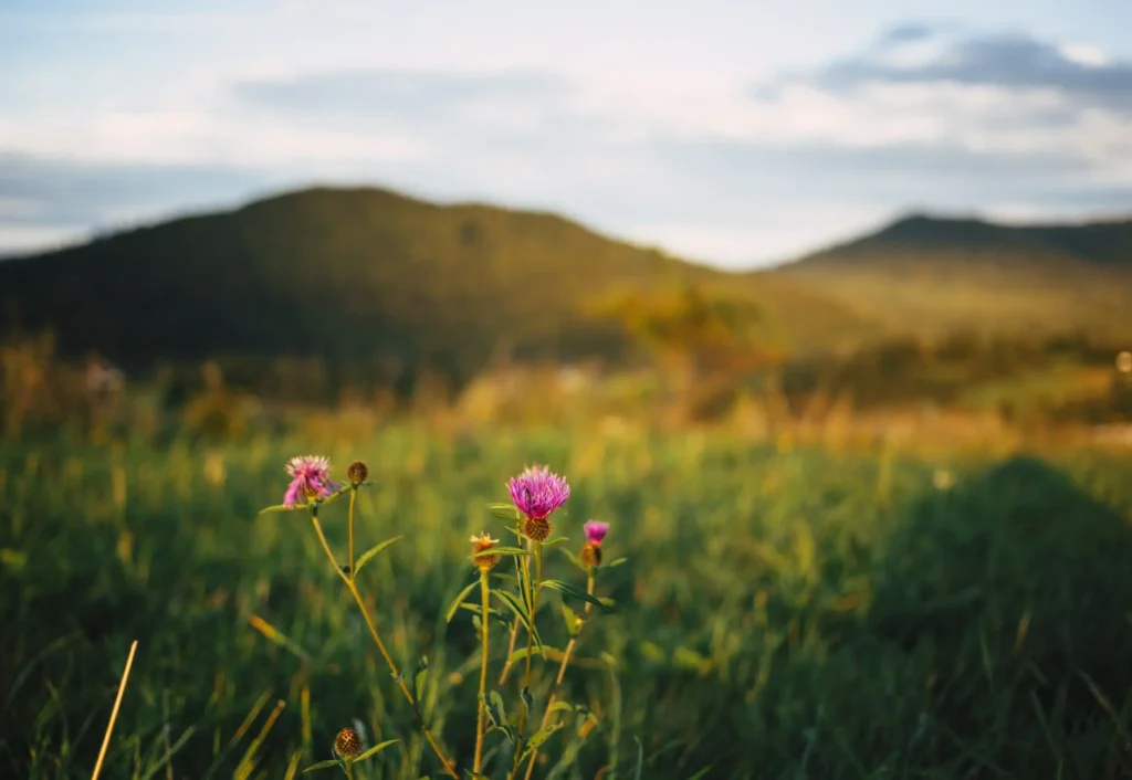 Różowe kwiaty na tle bieszczadzkich wzgórz o zachodzie słońca, tworzące romantyczny, naturalny krajobraz.