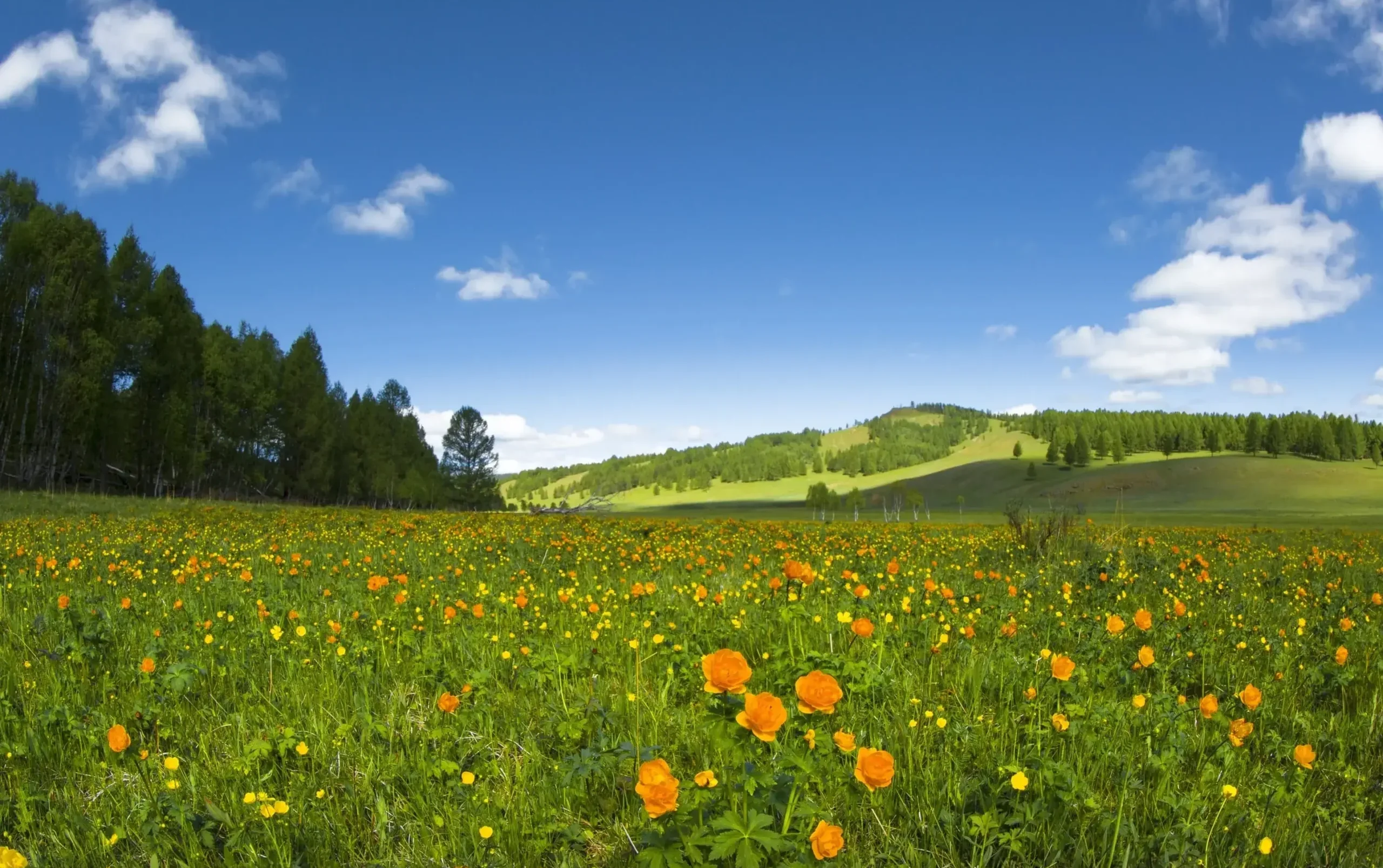 Wiosenna łąka w Bieszczadach, pełna żółtych i pomarańczowych kwiatów, na tle zielonych wzgórz i niebieskiego nieba.