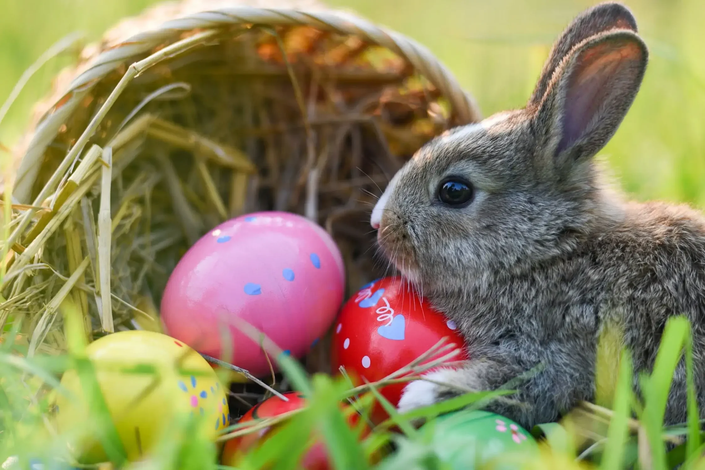 Uroczy królik wielkanocny w trawie obok kolorowych pisanek i przewróconego koszyka. Symbol świątecznej atmosfery i wiosny w pełni.
